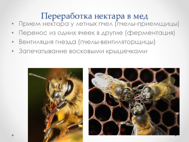 Переработка нектара в мед Прием нектара у летных пчел (пчелы-приемщицы) Перенос из одних ячеек